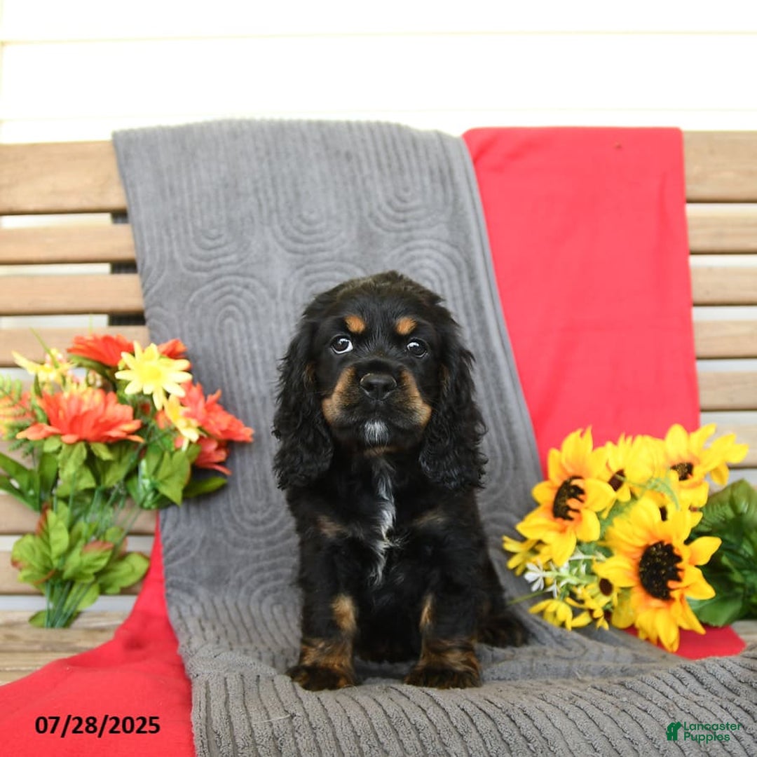Cocker Spaniel dogs for sale: Pepper - Image 2