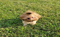 Shorkie dogs for sale: Peanut - Image 14