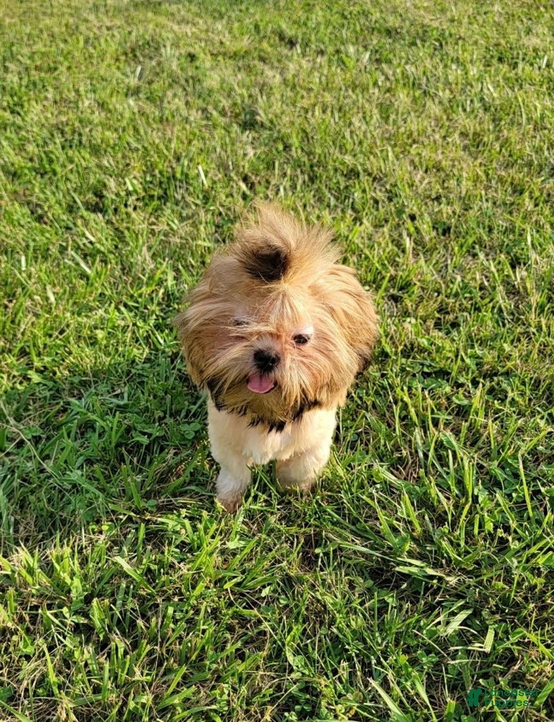 Shorkie dogs for sale: Peanut - Image 14