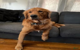 Golden Retriever dogs for sale: Rambo - Image 9
