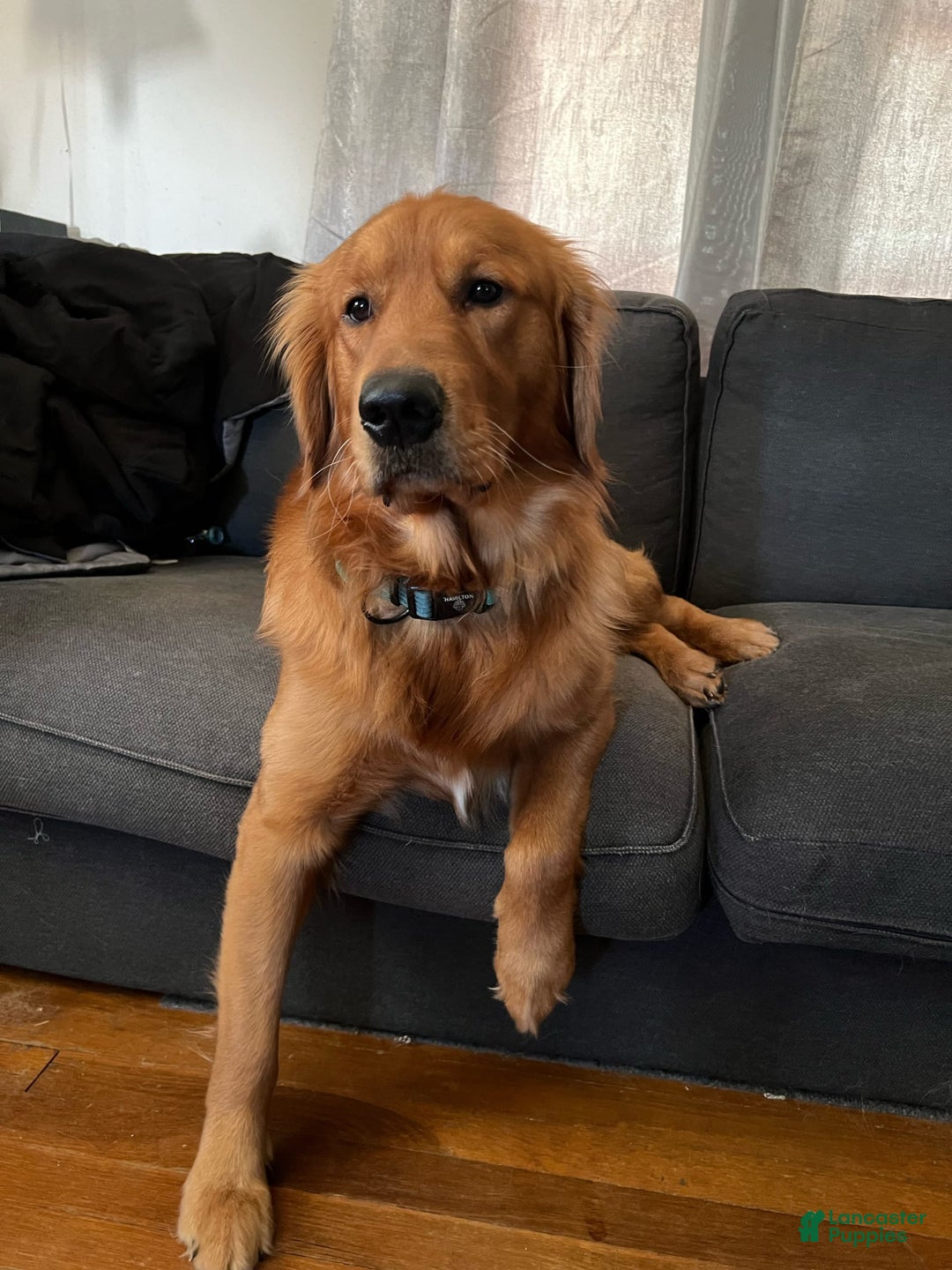 Golden Retriever dogs for sale: Rambo - Image 9
