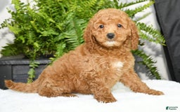 Mini Goldendoodle dogs for sale: Vince - Image 7