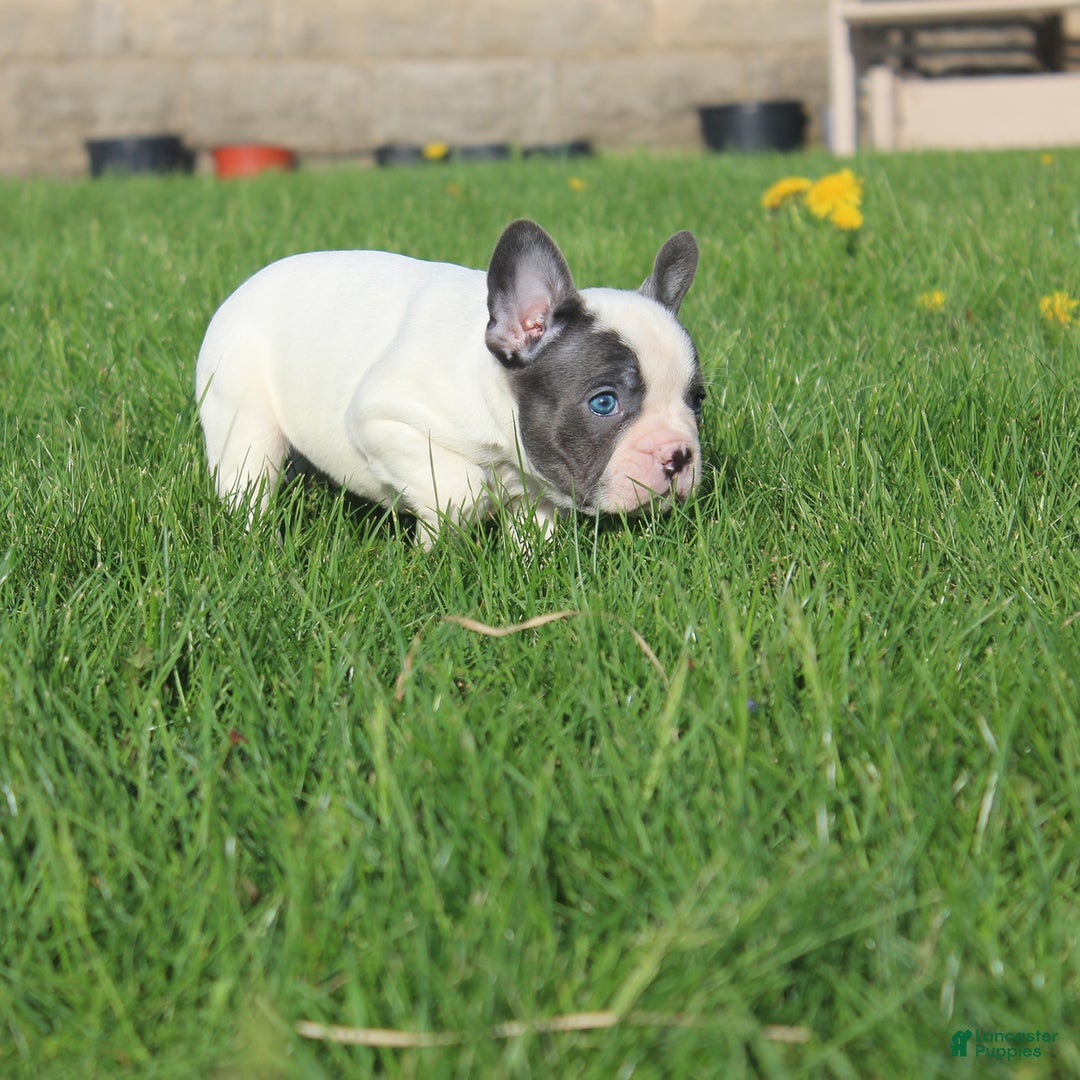 French Bulldog dogs for sale: Stiles - Image 2
