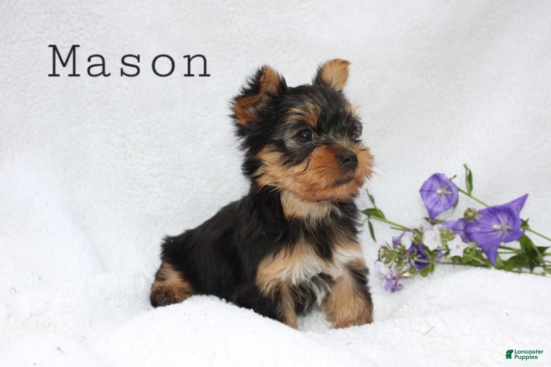 Yorkshire Terrier dogs for sale: Mason - Image 1
