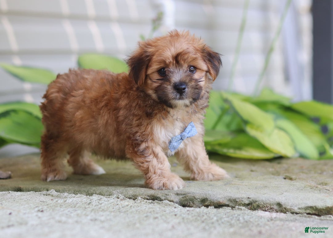 Morkie dogs for sale: Tobby - Image 4