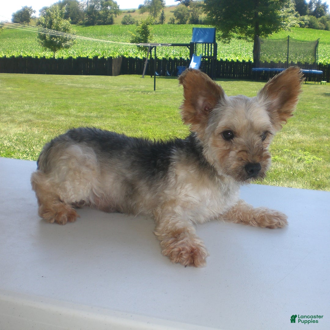 Yorkiepoo dogs for sale: Sally - Image 26
