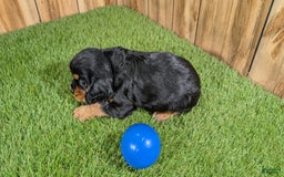 Cavalier King Charles Spaniel dogs for sale: Brin Boy 1 - Image 3