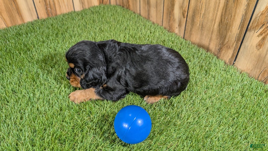 Cavalier King Charles Spaniel dogs for sale: Brin Boy 1 - Image 3