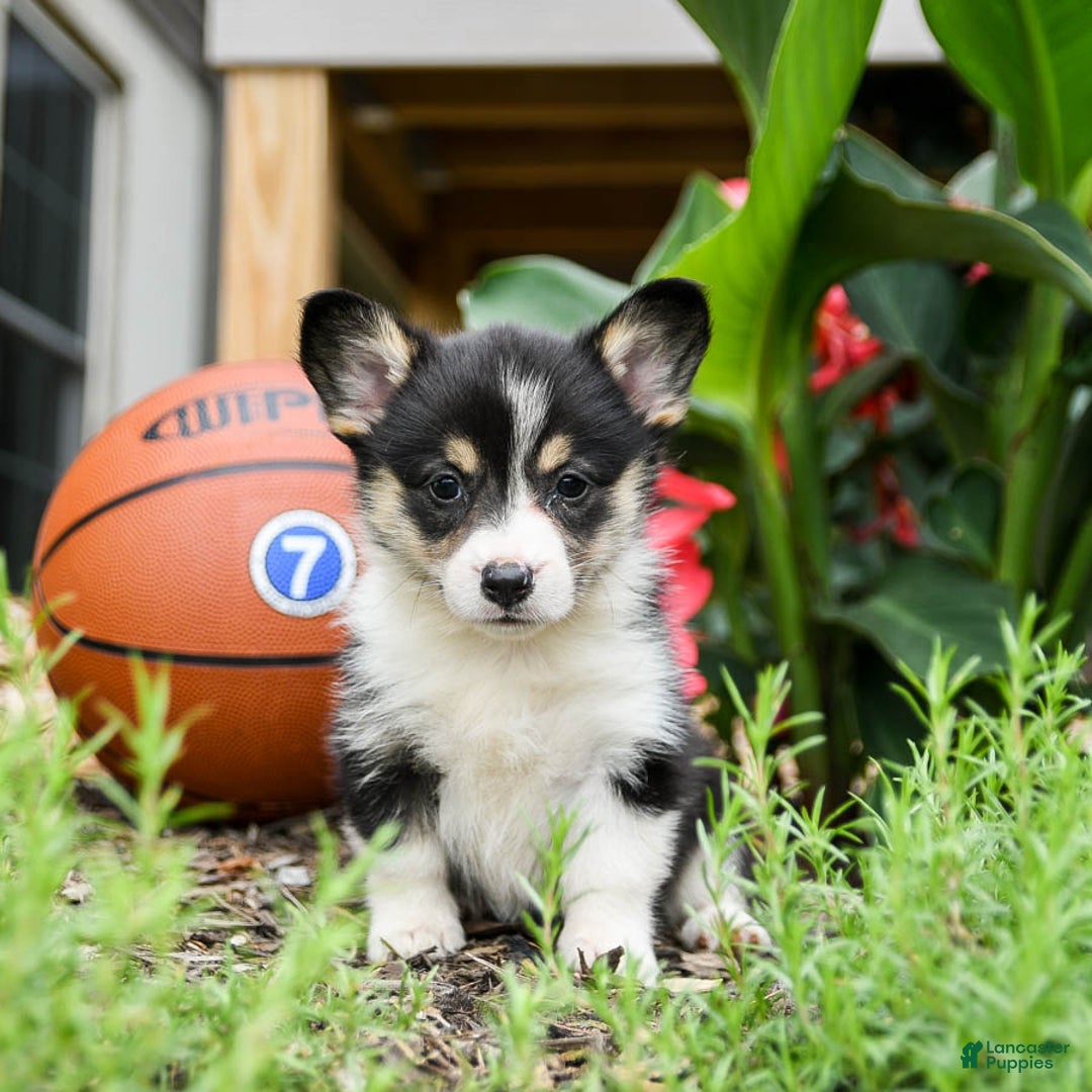 Welsh Corgi Pembroke dogs for sale: Coffee - Image 3