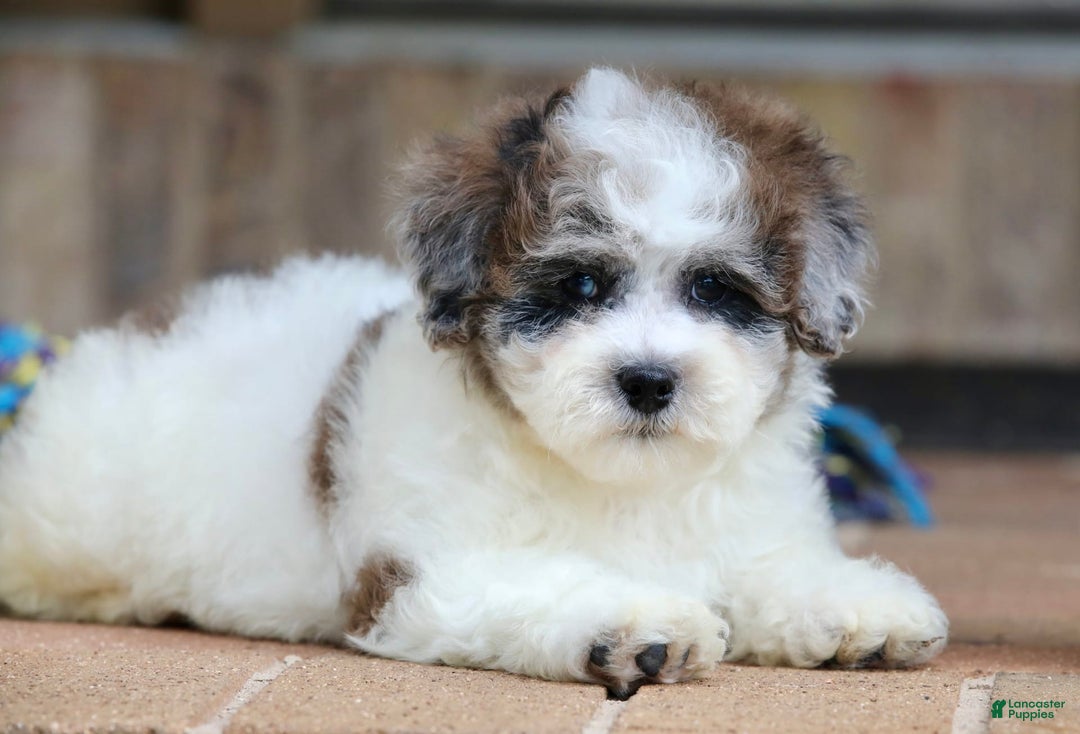 Shihpoo dogs for sale: Leo - Image 4