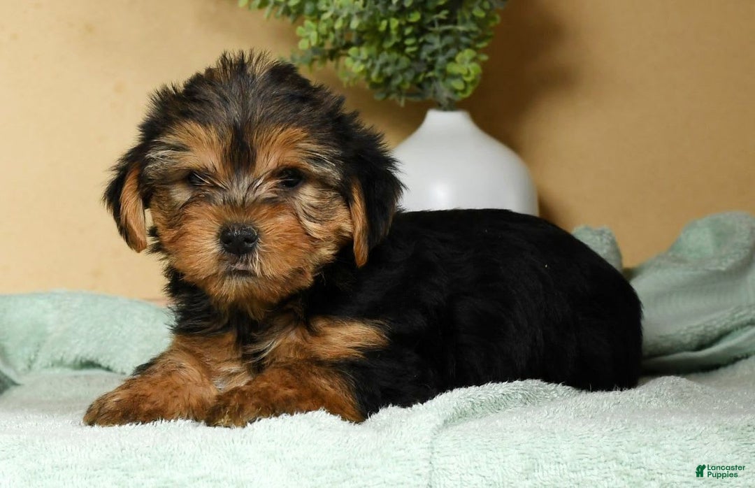 Yorkshire Terrier dogs for sale: Lucky - Image 3