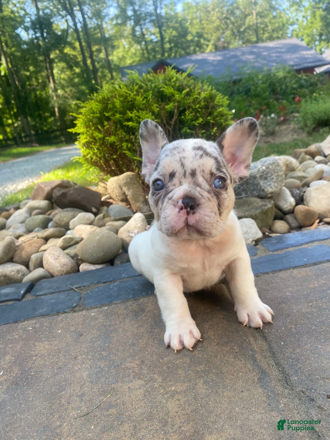 French Bulldog dogs for sale: Daisy - Image 2