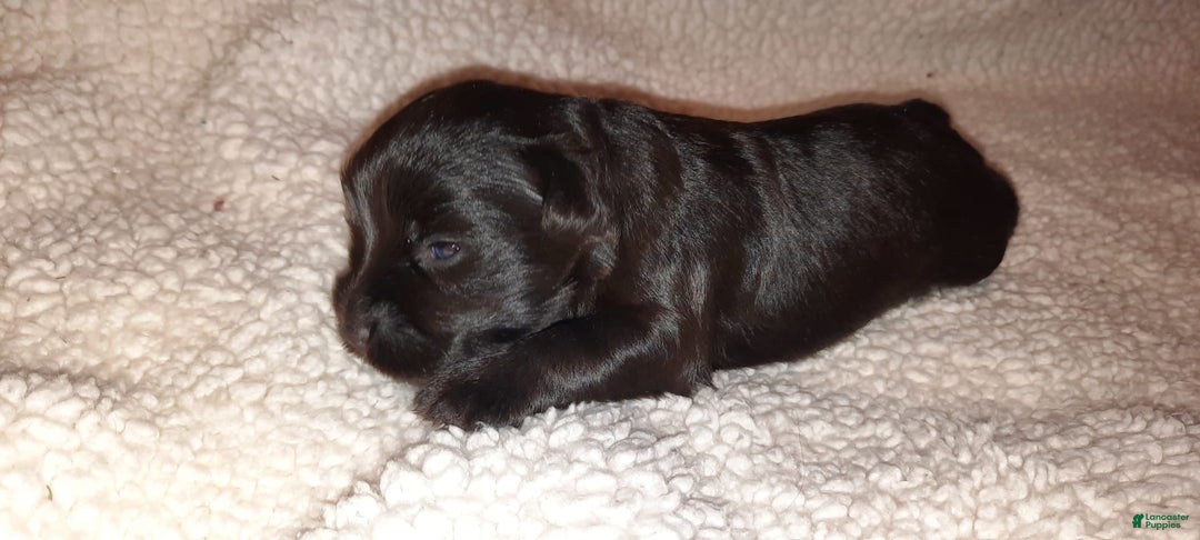 Miniature Schnauzer dogs for sale: Boy2 - Image 19