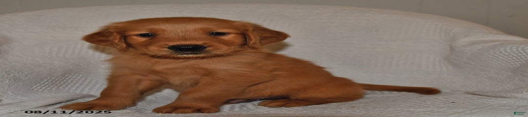 Finn