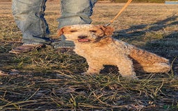 Miniature Poodle dogs for sale: Little Honey Girl 1 - Image 6