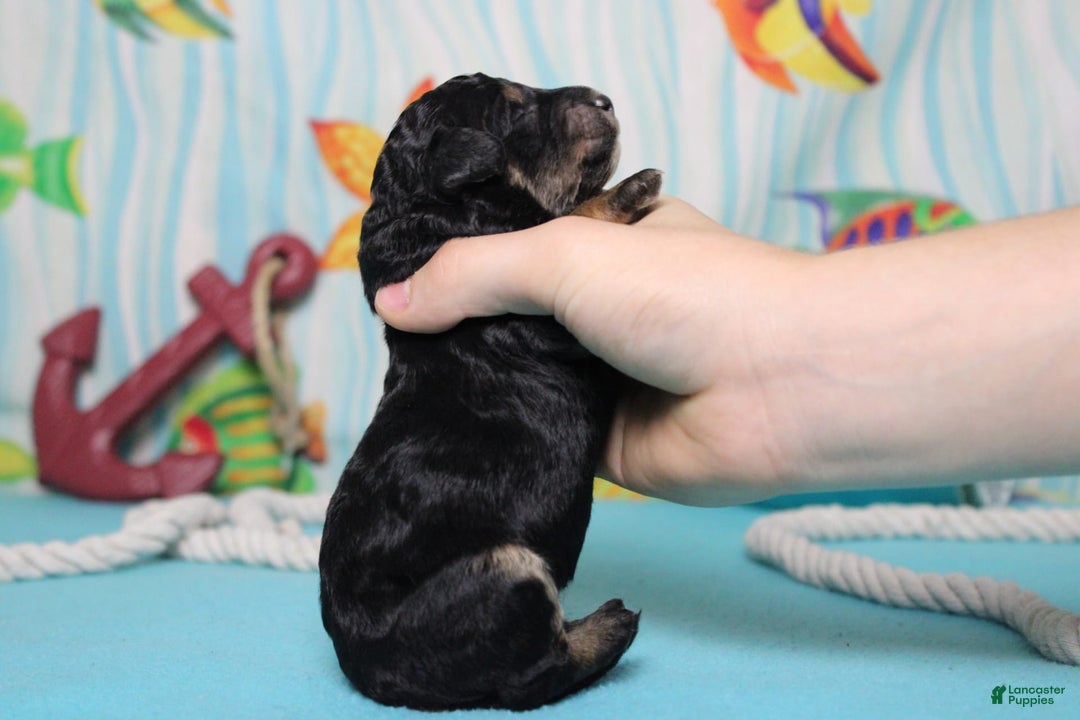 Mini Bernedoodle dogs for sale: Mini Bernedoodle 6 puppies - Image 5