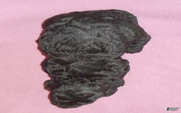Yorkiepoo dogs for sale: Pepper - Image 13