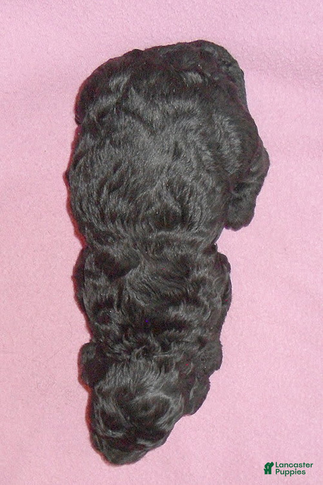 Yorkiepoo dogs for sale: Pepper - Image 13