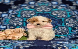 Toy Poodle dogs for sale: Francesca Teacup 4 Lbs Full Grown - Image 2