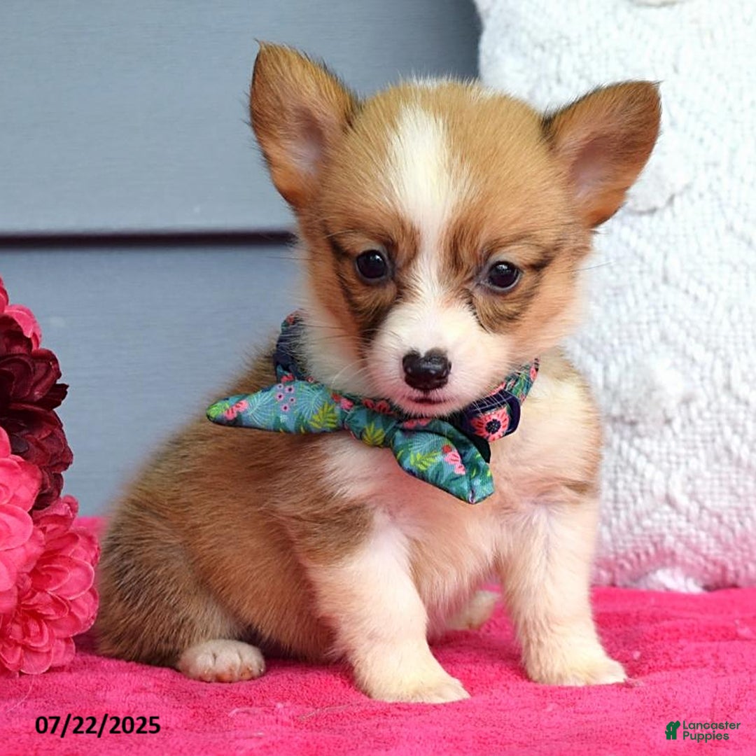 Welsh Corgi Pembroke dogs for sale: Zania - Image 6