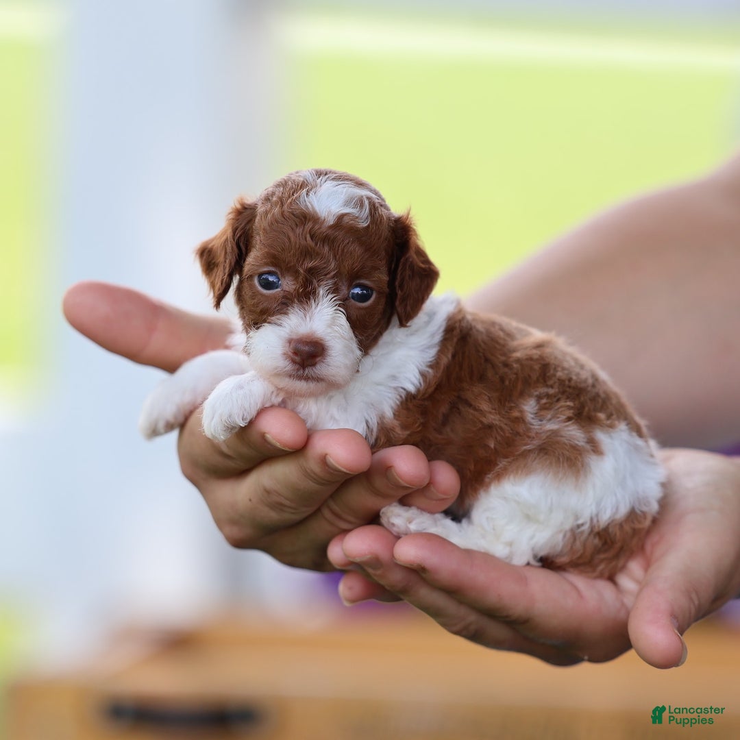Toy Poodle dogs for sale: Cupcake - Image 8