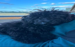 Cavapoo dogs for sale: Frappe - Image 1