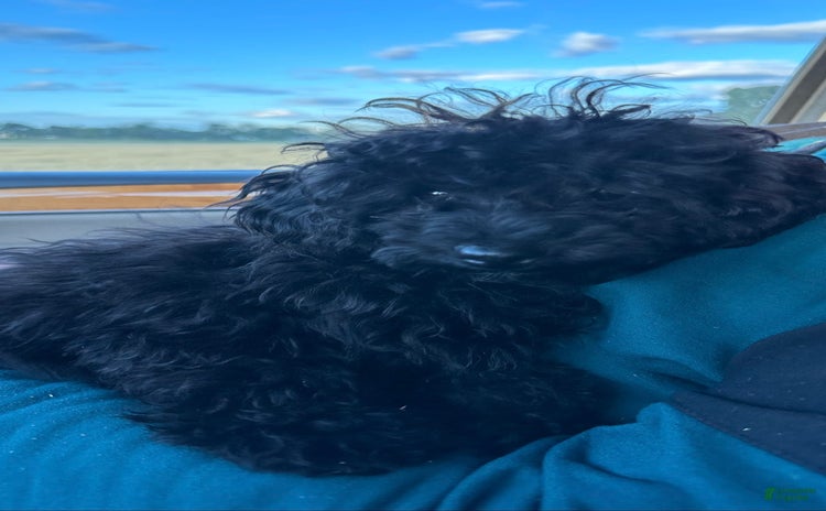 Cavapoo dogs for sale - Ad 1