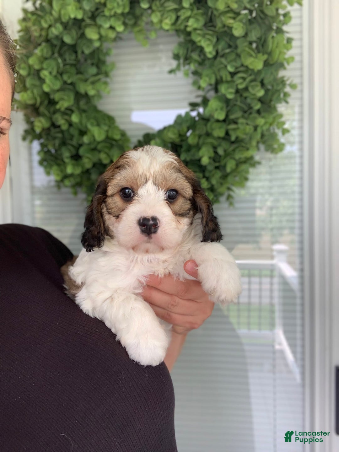 Cavachon dogs for sale: Cooper - Image 1