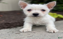 West Highland Terrier dogs for sale: Winnie - Image 2