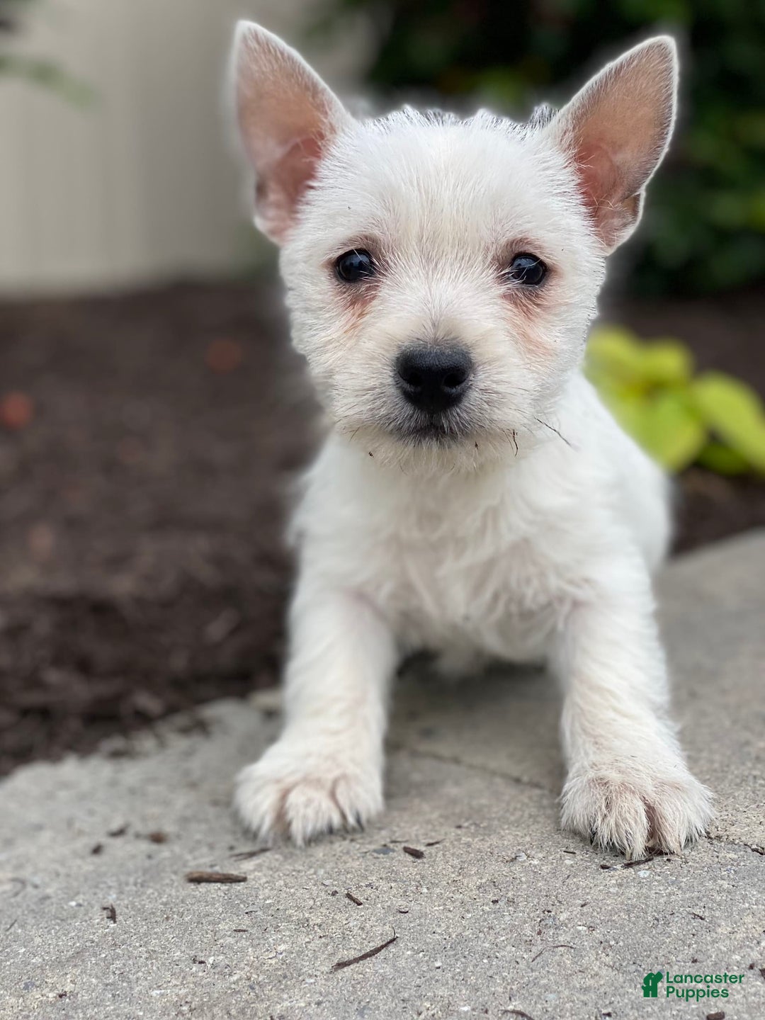 West Highland Terrier dogs for sale: Winnie - Image 2