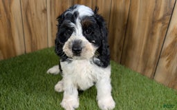 Cavapoo dogs for sale: Missy Boy 2 - Image 17