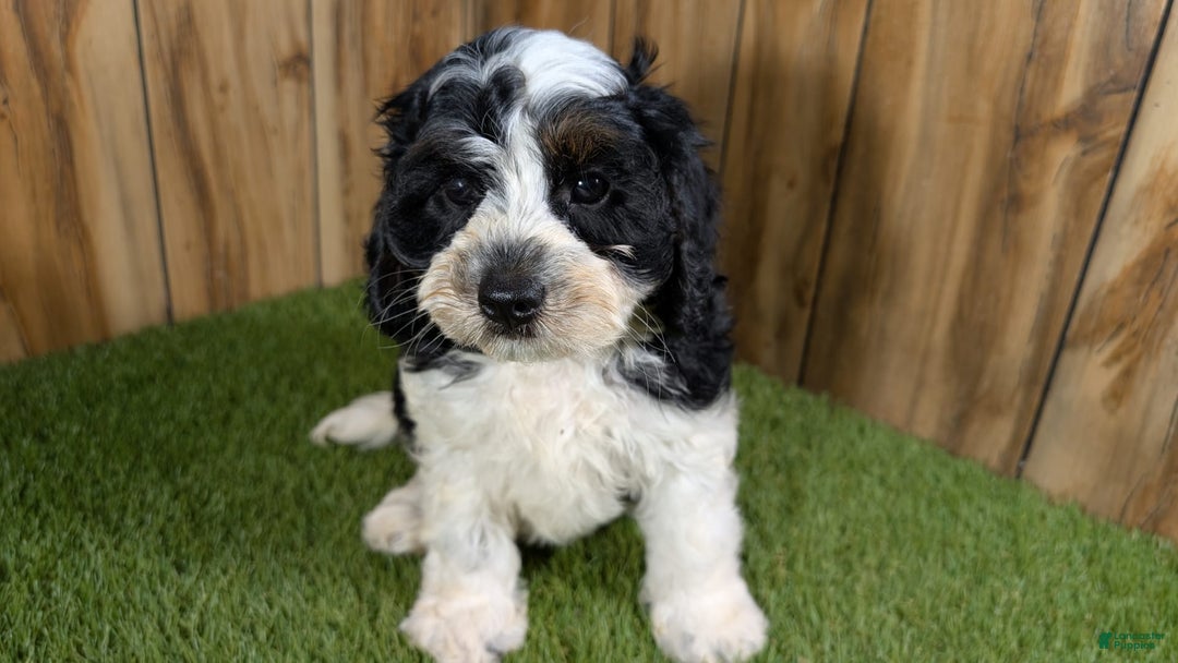Cavapoo dogs for sale: Missy Boy 2 - Image 17