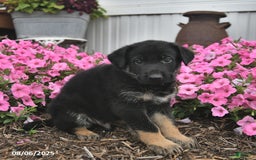 German Shepherd dogs for sale: German Shepherd 5 puppies - Image 10