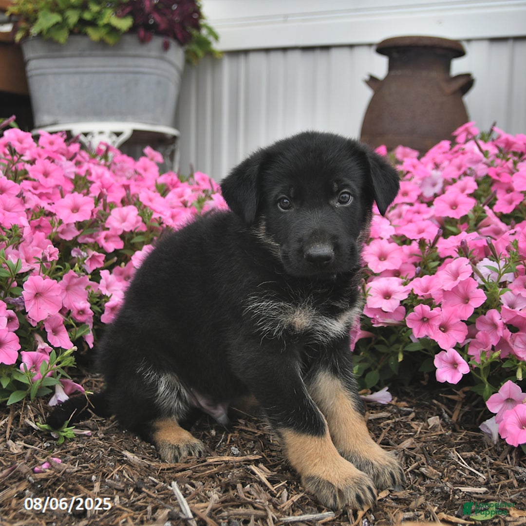 German Shepherd dogs for sale: German Shepherd 5 puppies - Image 10