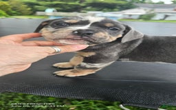 American Bully dogs for sale: Boss - Image 15