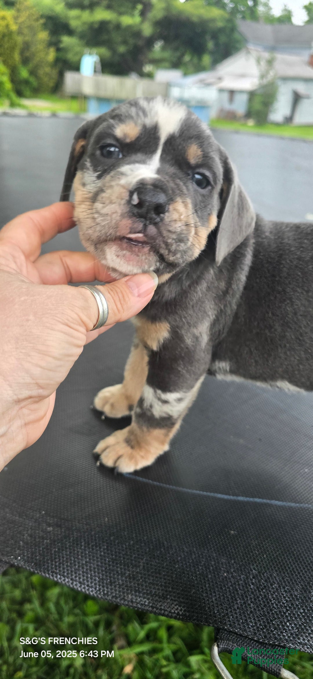 American Bully dogs for sale: Boss - Image 15