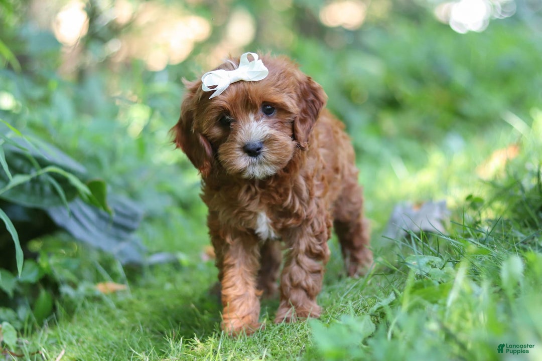 Cavapoo dogs for sale: Dolly - Image 5