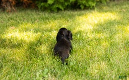 Miniature Dachshund dogs for sale: Nova - Image 6