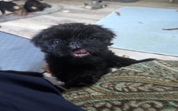 Brussels Griffon dogs for sale: Gidget - Image 1
