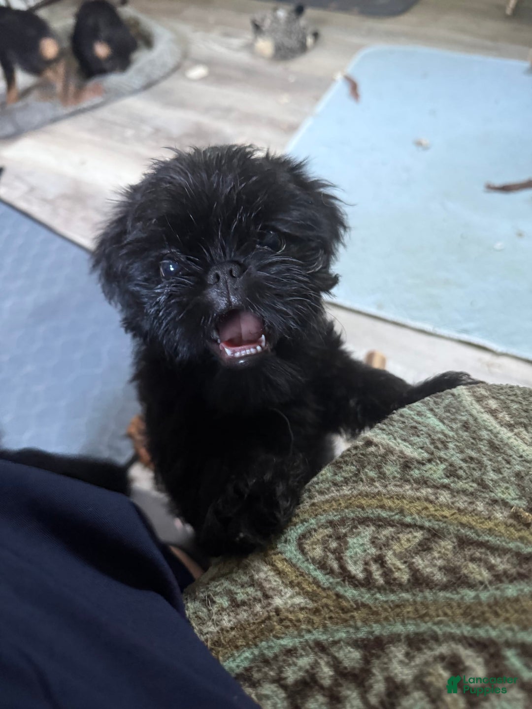 Brussels Griffon dogs for sale: Gidget - Image 1