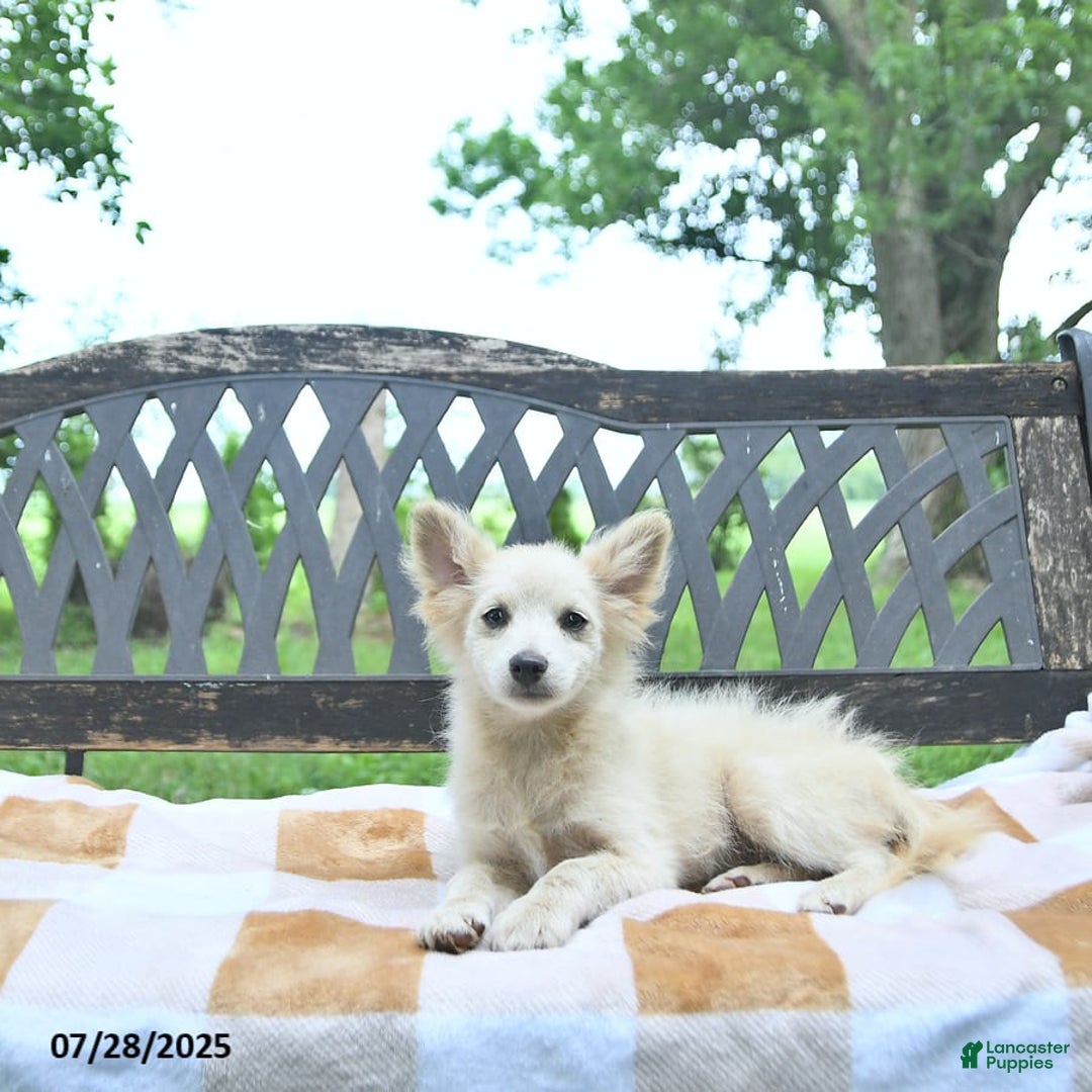 Pomeranian dogs for sale: Viking - Image 4