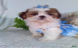 Shih Tzu dogs for sale: Baby - Image 9
