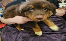 Australian Shepherd dogs for sale: Laura - Image 18