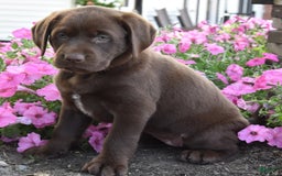 Labrador Retriever dogs for sale: Cindy - Image 4