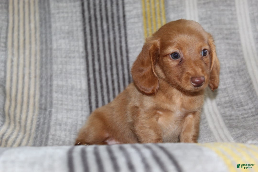 Miniature Dachshund dogs for sale: Zack - Image 6