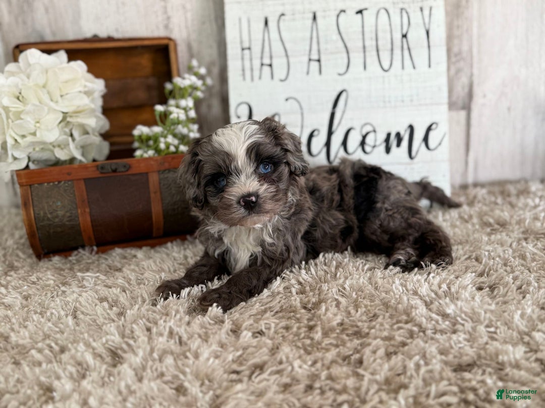 Cavapoo dogs for sale: Fable - Image 11