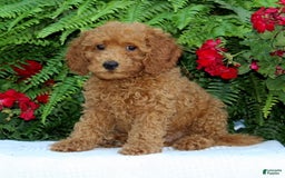 Cavapoo dogs for sale: Tucker - Image 2