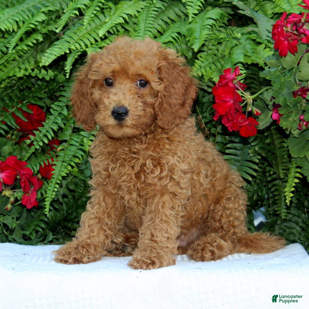 Cavapoo dogs for sale: Tucker - Image 2
