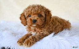 Cockapoo dogs for sale: Cockapoo 5 puppies - Image 18