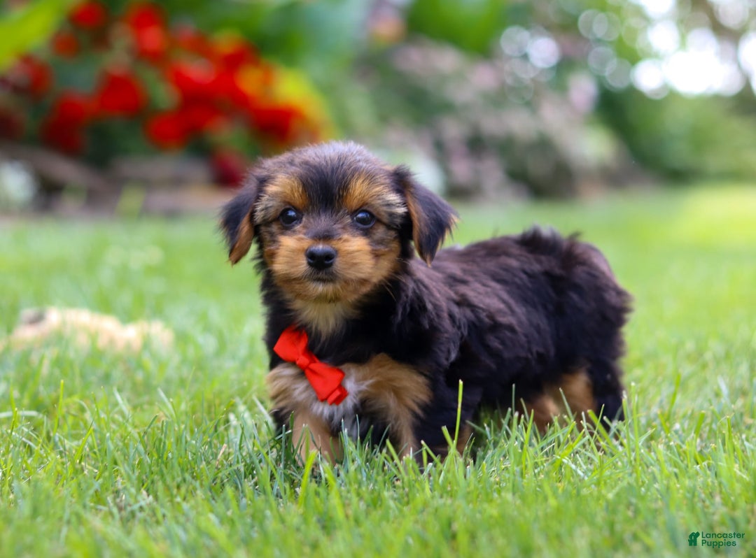 Yorkshire Terrier dogs for sale: Frankie - Image 3